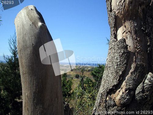 Image of tree
