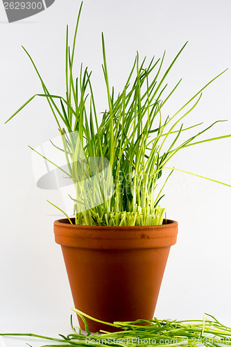 Image of Healthy fresh snack