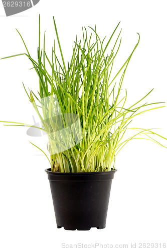 Image of Healthy fresh snack