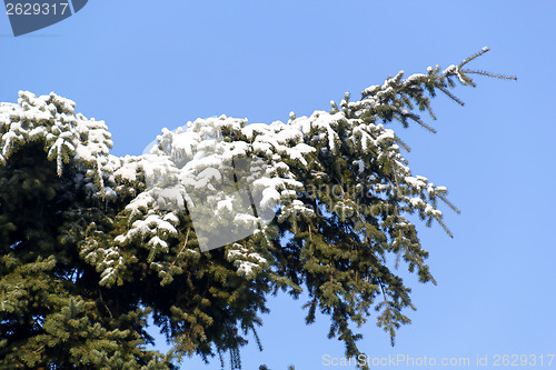 Image of Ice and snow in the morning