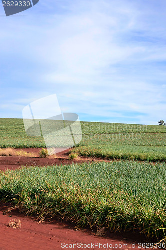 Image of Pineapple Orchard