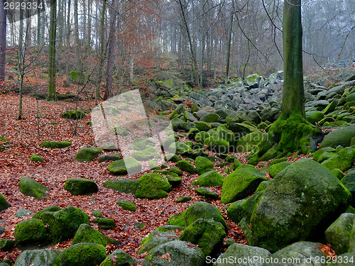 Image of Mystery Forest