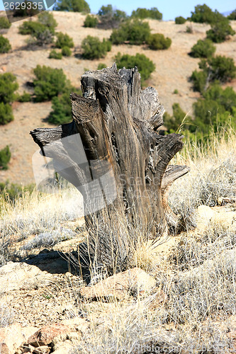 Image of On is own in the desert