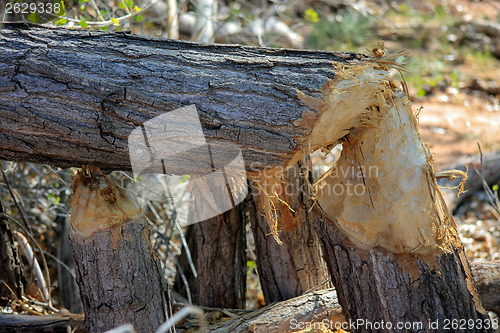 Image of After the beaver bite