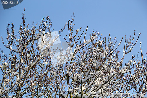 Image of Ice and snow in the morning