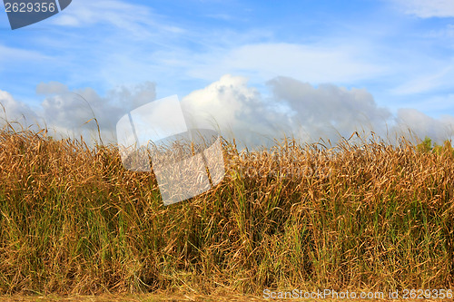 Image of In the fields