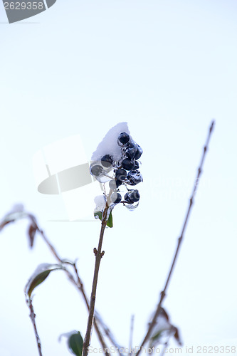 Image of Ice and snow in the morning