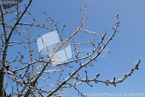 Image of Ice and snow in the morning