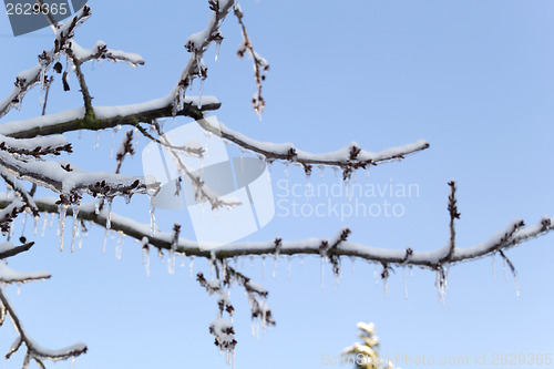 Image of Ice and snow in the morning