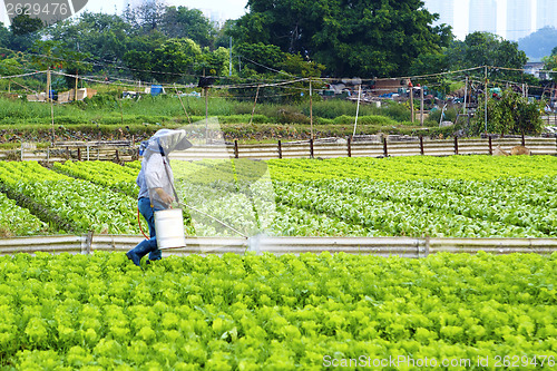 Image of Cultivated land and farmer spraying 