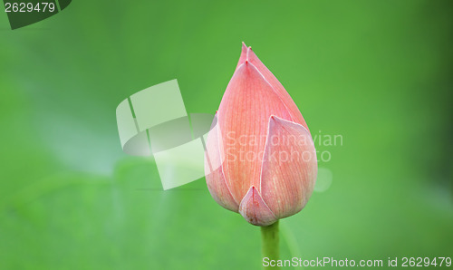 Image of Hindu Lotus 