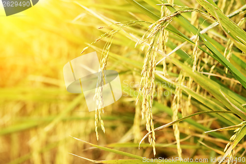 Image of spike in thai farm rice near sunset
