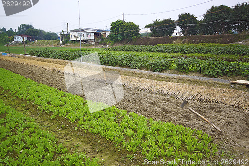Image of Cultivated land in a rural 