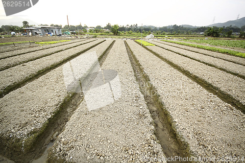 Image of Cultivated land