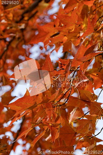 Image of red leaves in autumn 