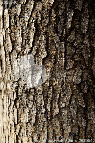 Image of tree trunk closeup background wallpaper