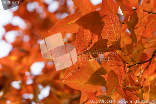 Image of red leaves in autumn 