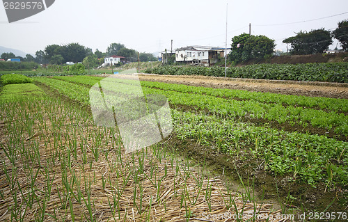 Image of Cultivated land in a rural 