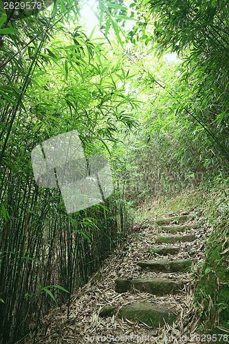 Image of Green Bamboo Forest -- a path leads through a lush bamboo forest