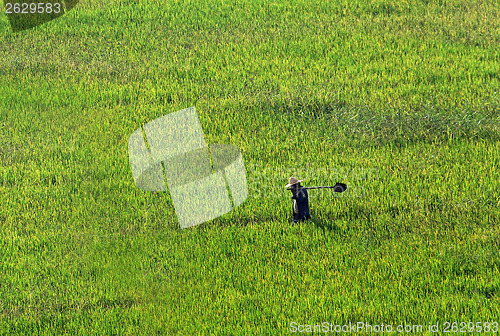 Image of Farmer walking through a wheat field 