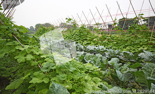Image of Cultivated land in a rural 