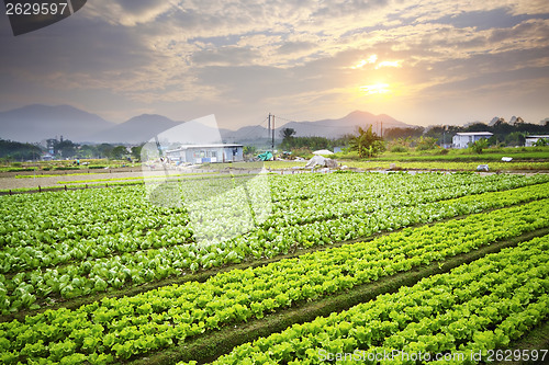 Image of Golden sunset over farm field 