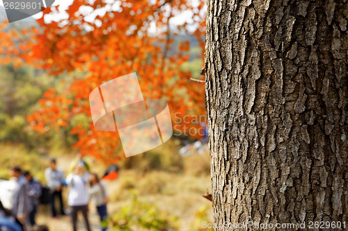 Image of red leaves in autumn 