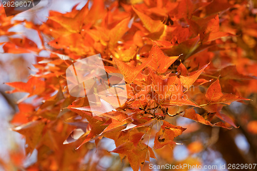 Image of red leaves autumn 