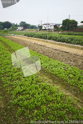 Image of Cultivated land in a rural 