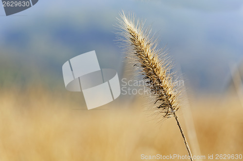 Image of silvergrass over the mountain in autumn 