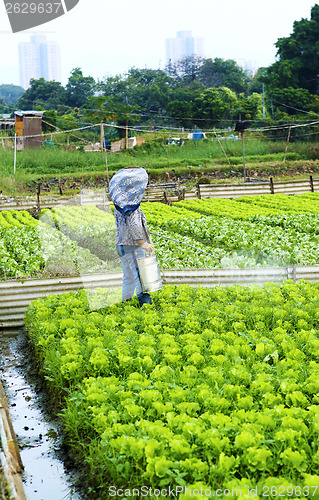 Image of Cultivated land and farmer spraying 