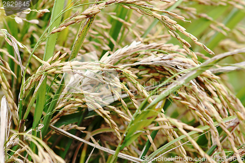 Image of asmine rice in farm. 