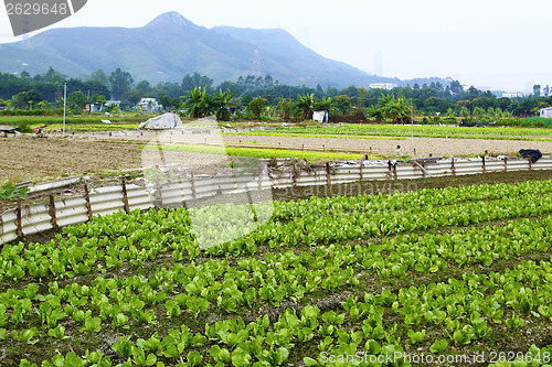 Image of Cultivated land