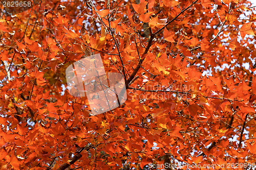 Image of red leaves autumn 