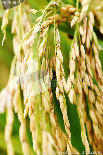 Image of asmine rice in farm. 