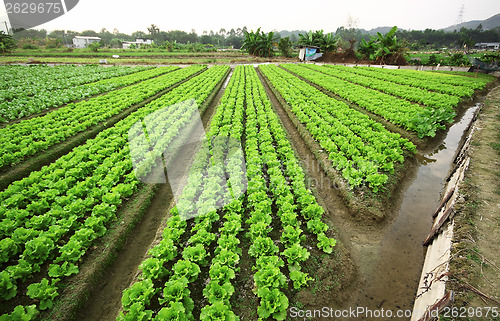 Image of Cultivated land