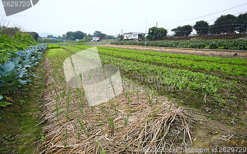 Image of Cultivated land in a rural 