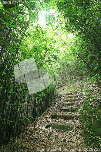 Image of Green Bamboo Forest -- a path leads through a lush bamboo forest