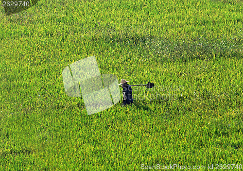 Image of Farmer walking through a wheat field 