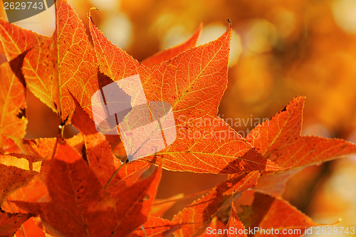 Image of red leaves in autumn 