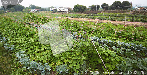 Image of Cultivated land in a rural 