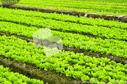 Image of Cultivated land