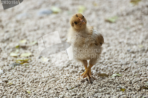 Image of brave chick