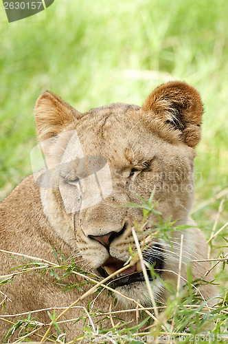 Image of Drowsy Lioness