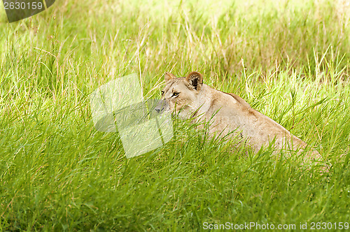 Image of Lioness