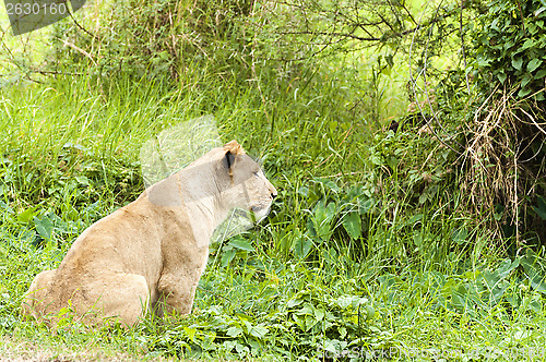 Image of Lioness