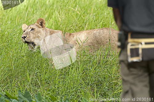 Image of Lioness in front of park ranger