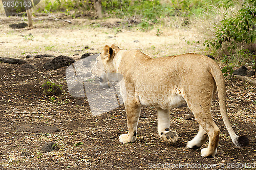 Image of Lioness