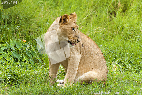 Image of Lioness