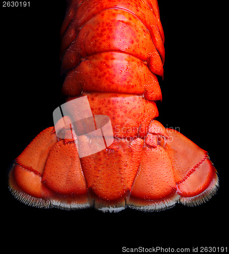 Image of Lobster tail